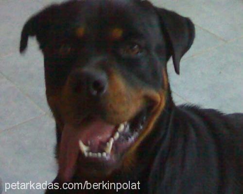 maço Erkek Rottweiler