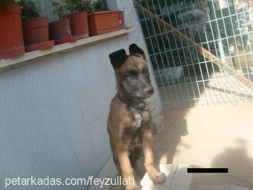 lady Dişi Belçika Malinois