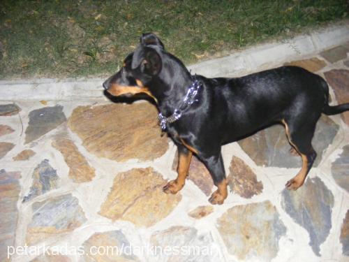 shera Dişi Doberman Pinscher