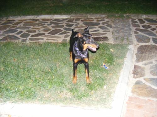 shera Dişi Doberman Pinscher