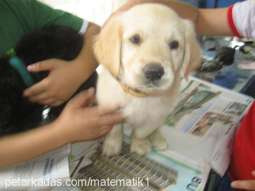 gümüş Dişi Golden Retriever