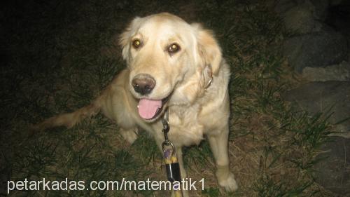 gümüş Dişi Golden Retriever