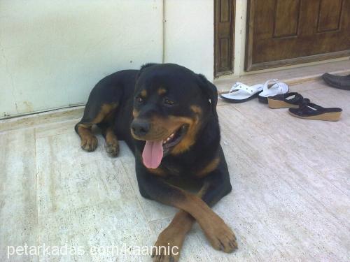 nicholasanelka Erkek Rottweiler