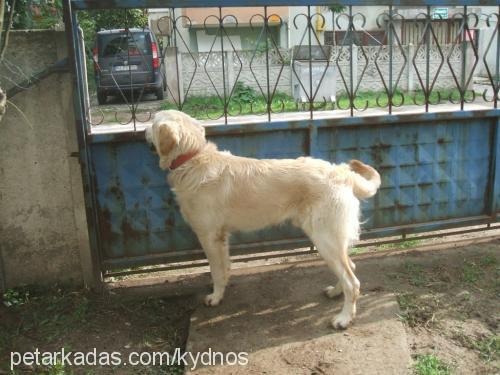 bambam Erkek Golden Retriever