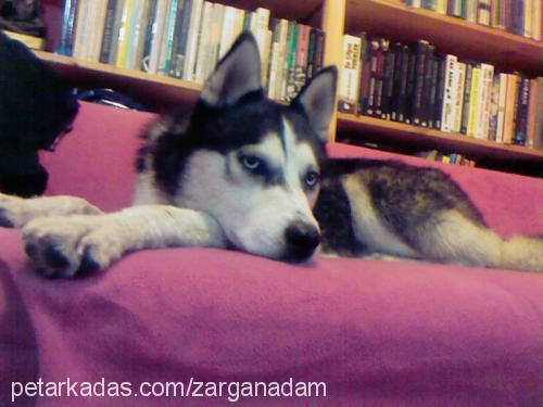 mavi Dişi Sibirya Kurdu (Husky)