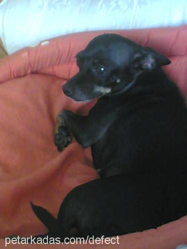 puçi Dişi Minyatür Pinscher