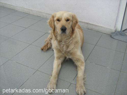 gocaman Dişi Golden Retriever