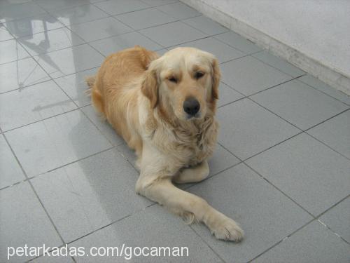 gocaman Dişi Golden Retriever