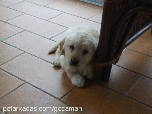 gocaman Dişi Golden Retriever