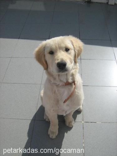 gocaman Dişi Golden Retriever