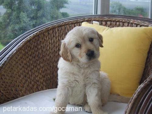 gocaman Dişi Golden Retriever