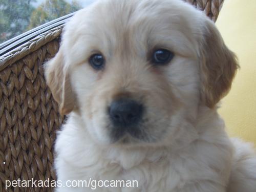 gocaman Dişi Golden Retriever