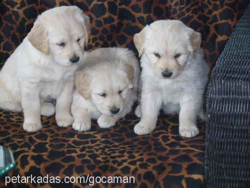 gocaman Dişi Golden Retriever