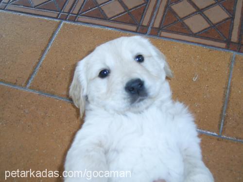 gocaman Dişi Golden Retriever