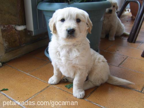 gocaman Dişi Golden Retriever