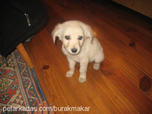 Çapkın Erkek Golden Retriever