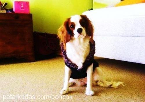 ponchİk Dişi Cavalier King Charles Spanieli