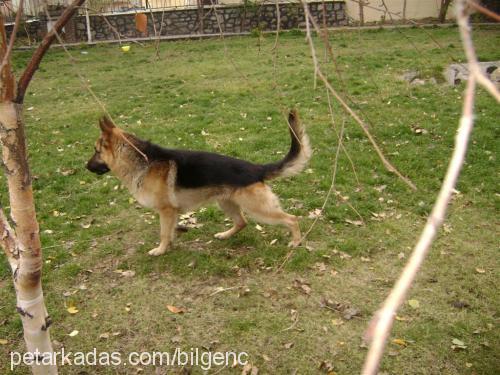 çapkın Erkek Alman Çoban Köpeği