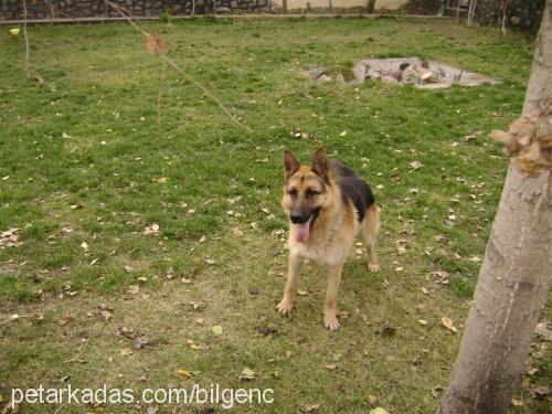 çapkın Erkek Alman Çoban Köpeği