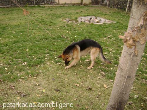 çapkın Erkek Alman Çoban Köpeği