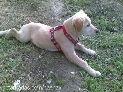 pasa Erkek Golden Retriever