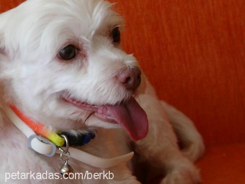 panço Dişi Bichon Havanese