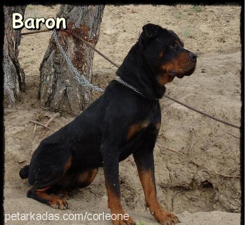 baron Erkek Rottweiler