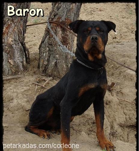 baron Erkek Rottweiler