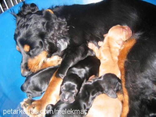 lucy Dişi İngiliz Cocker Spaniel