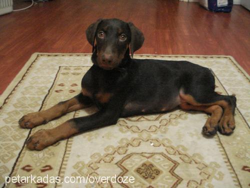 hera Dişi Doberman Pinscher