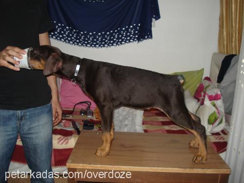 hera Dişi Doberman Pinscher