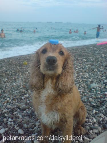 daisy Dişi İngiliz Cocker Spaniel