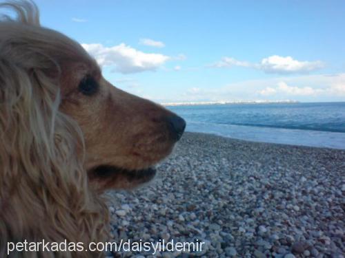 daisy Dişi İngiliz Cocker Spaniel