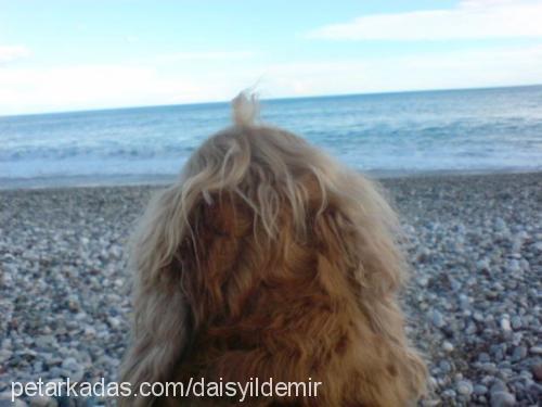 daisy Dişi İngiliz Cocker Spaniel