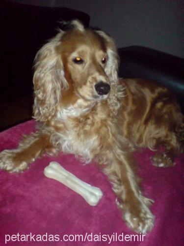 daisy Dişi İngiliz Cocker Spaniel