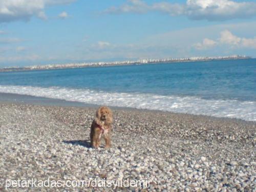 daisy Dişi İngiliz Cocker Spaniel