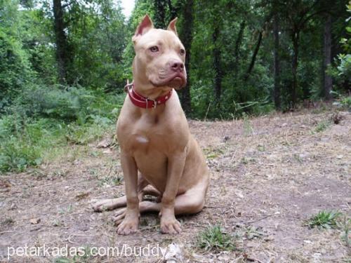 buddy Erkek Amerikan Staffordshire Terrier