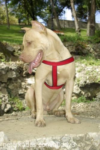 buddy Erkek Amerikan Staffordshire Terrier