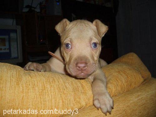 buddy Erkek Amerikan Staffordshire Terrier