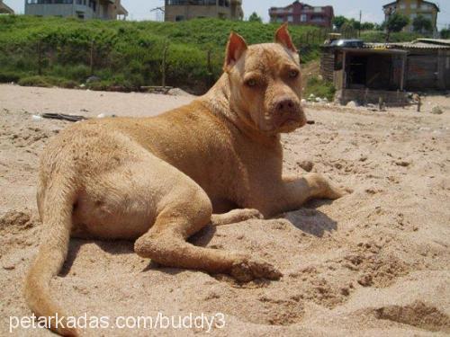 buddy Erkek Amerikan Staffordshire Terrier