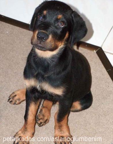 hars Erkek Rottweiler