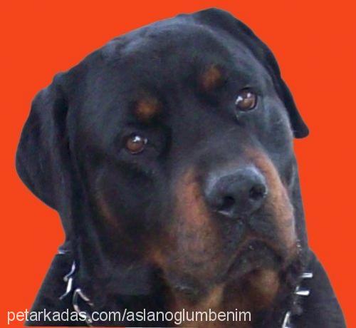 hars Erkek Rottweiler