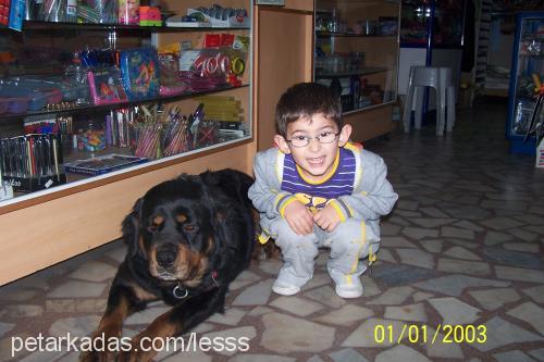 lesss Dişi Rottweiler