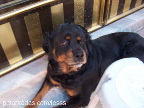 lesss Dişi Rottweiler