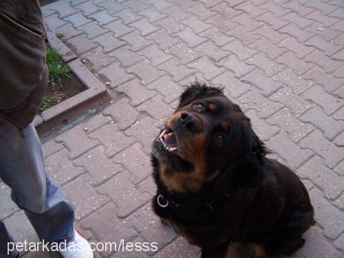 lesss Dişi Rottweiler