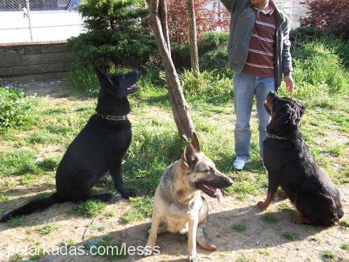 lesss Dişi Rottweiler