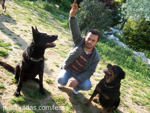 lesss Dişi Rottweiler