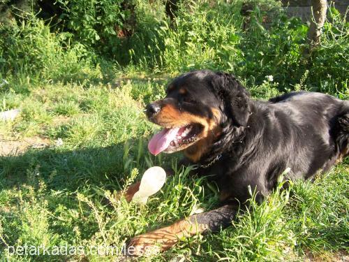 lesss Dişi Rottweiler