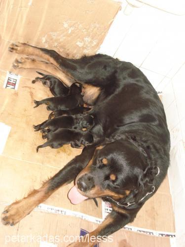 lesss Dişi Rottweiler