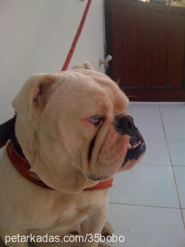 bobo Erkek İngiliz Bulldog